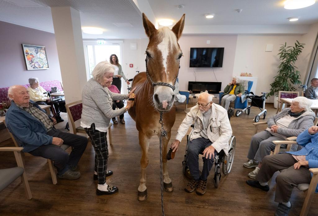 Geduldig lässt sich die Haflinger-Stute striegeln. - Foto: Boris Roessler/dpa
