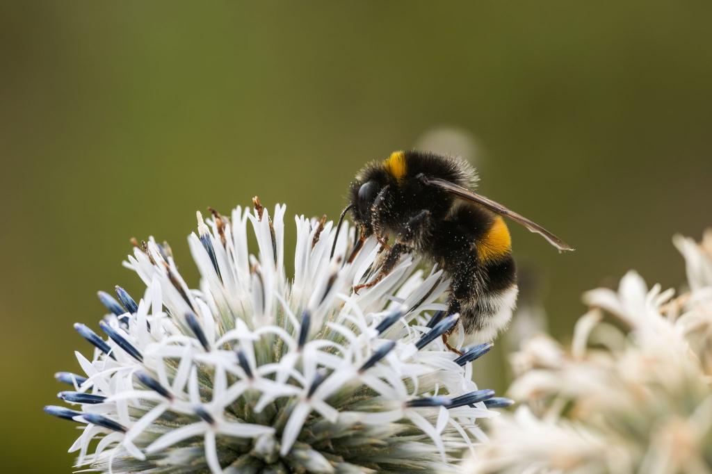 Zehn Prozent der Wildbienen sind in Europa bedroht (Archivbild) - Foto: Silas Stein/dpa