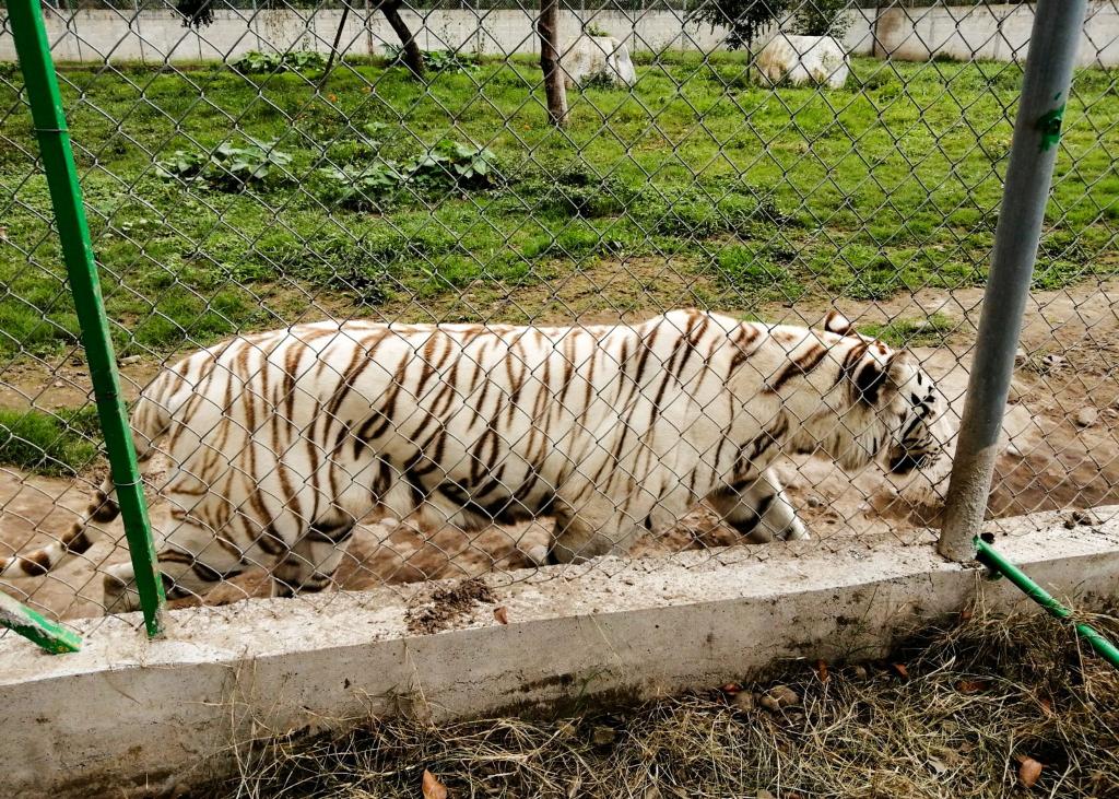 Nach Angaben der Behörden wiegte der entlaufene Tiger rund 130 Kilogramm. - Foto: -/mexikanische Umweltbehörde/dpa