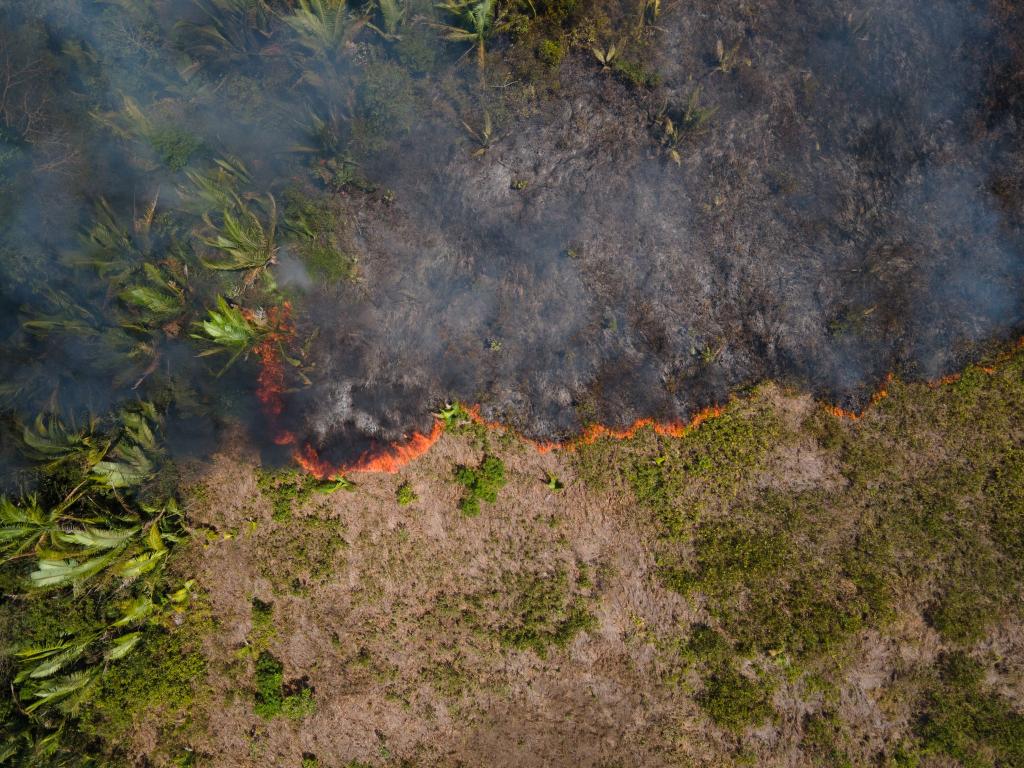 Flammen breiten sich in einem Amazonas-Gebiet aus. (Archivbild) - Foto: Fernando Souza/ZUMA Press Wire/dpa
