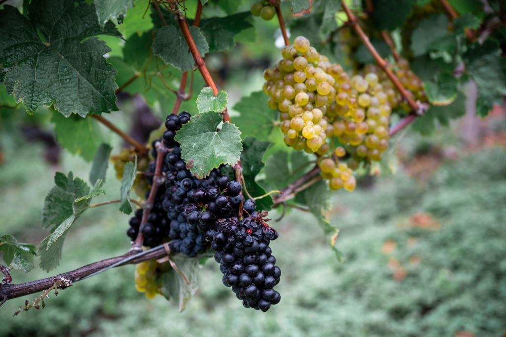 Die Weinernte fällt geringer aus als zu Beginn erwartet. (Archivbild) - Foto: Daniel Vogl/dpa