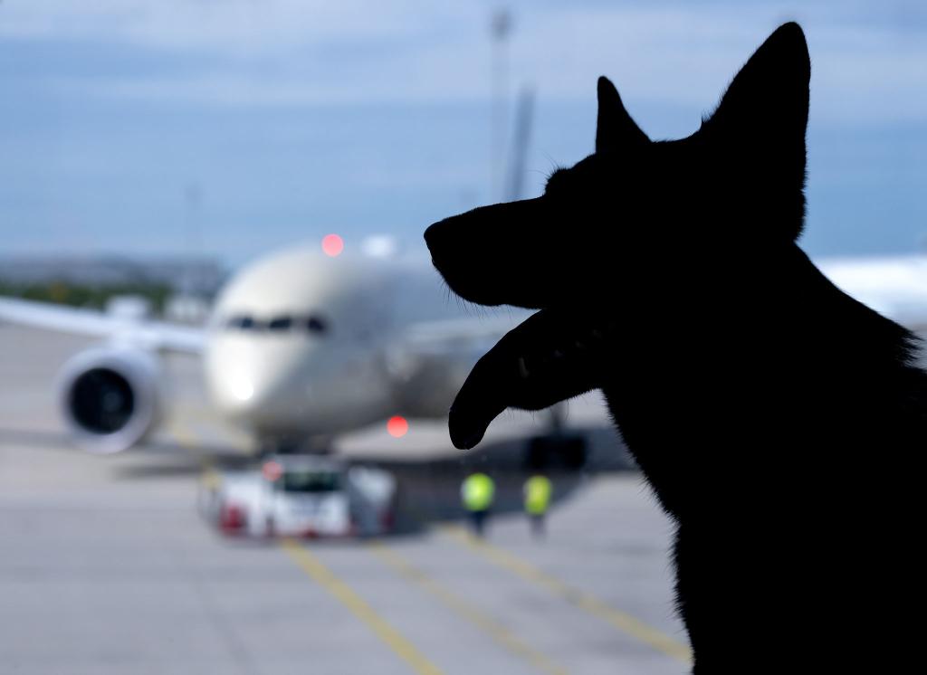 Der Europäische Gerichtshof urteilte zum Schadenersatz wegen eines verlorenen Haustiers auf einer Flugreise. (Symbolbild) - Foto: Sven Hoppe/dpa