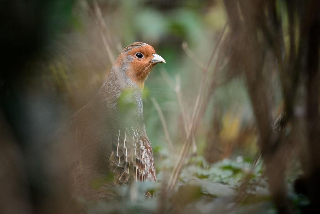 Ein Rebhuhn im Gehege des Zoologischen Gartens Wilhelma - Foto: Sina Schuldt/dpa