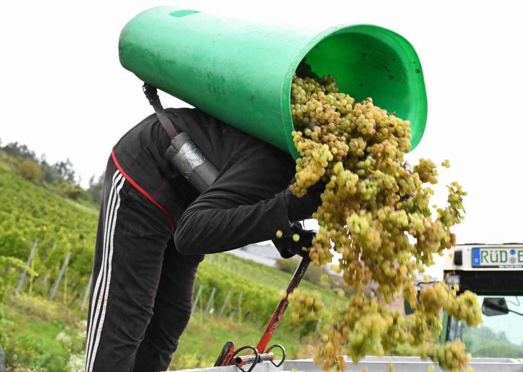 In Rheinhessen sind nach Schätzung des Deutschen Weininstituts 23 Prozent weniger Hektorliter Weinmost als im Durchschnitt geerntet worden. (Archivbild) - Foto: Arne Dedert/dpa