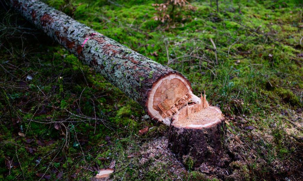 Manche würden die EU-Entwaldungsverordnung gerne zum Fallen bringen. (Symbolbild) - Foto: Philipp Schulze/dpa