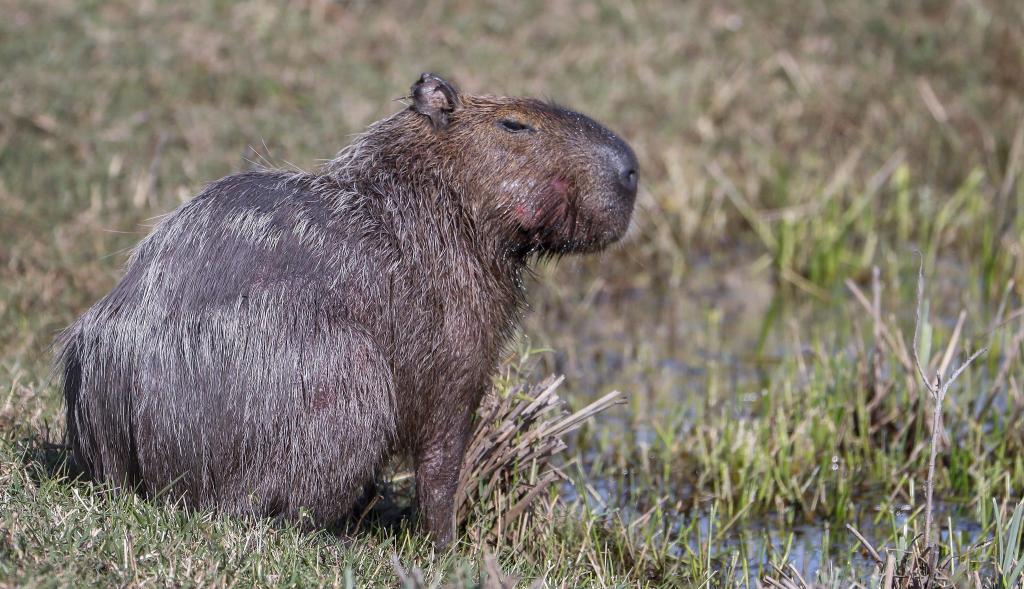 Capybara und andere Wildtiere wurden bei der Operation beschlagnahmt. (Archivbild) - Foto: picture alliance / dpa
