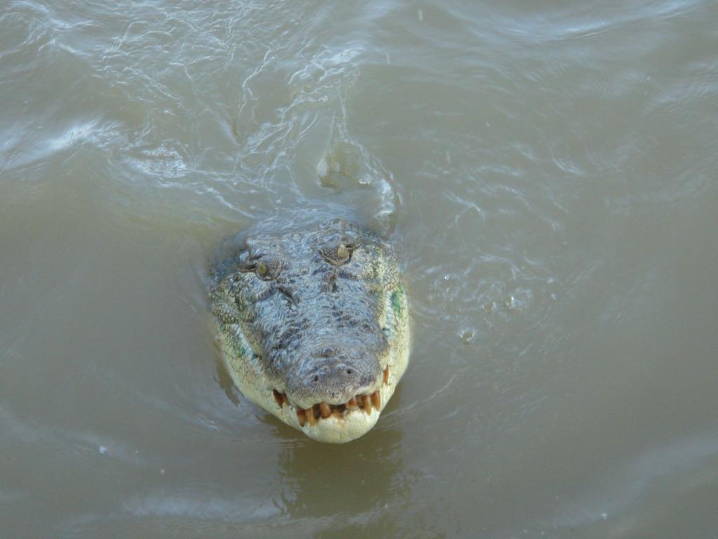 Im tropischen Norden von Australien wimmelt es von Salzwasserkrokodilen. (Archivbild) - Foto: Carola Frentzen/dpa