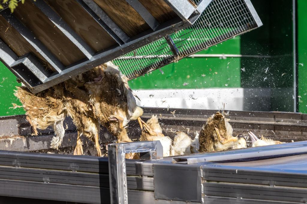 Wegen der Geflügelpest müssen in Deutschland derzeit viele Tausend Hühner, Gänse, Enten und Puten gekeult werden. - Foto: Frank Hammerschmidt/dpa