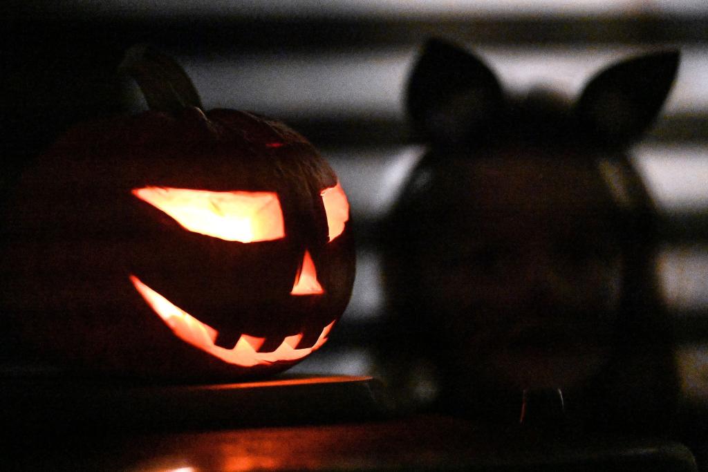 Halloween wird auch in Deutschland gefeiert. - Foto: Swen Pförtner/dpa