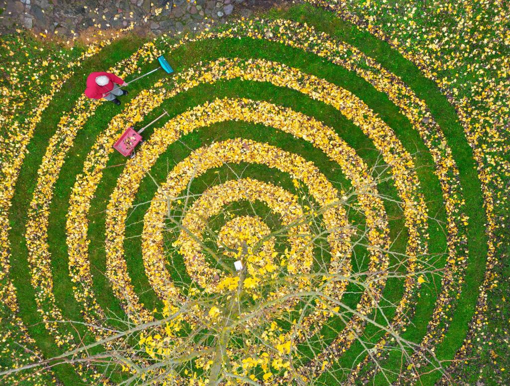 Herbstkunst im Garten: Ginkgo-Blätter in Spiralenform in einem Garten in Petersdorf - Foto: Patrick Pleul/dpa