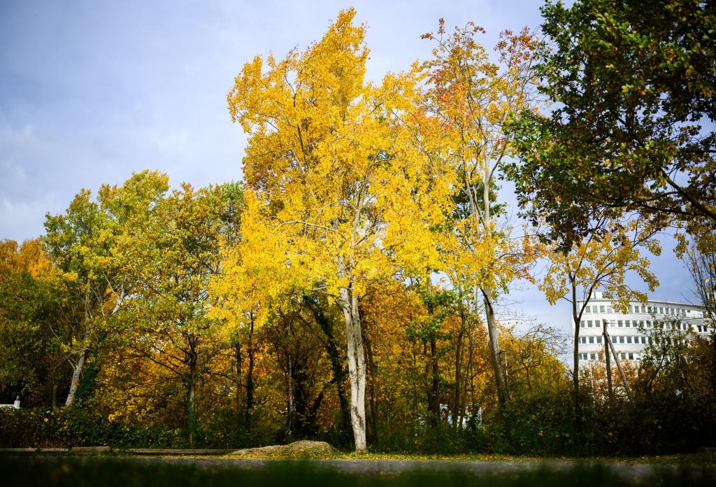 Die Zitterpappel (Populus tremula) - auch Espe oder Aspe genannt - ist Baum des Jahres 2026. - Foto: Julian Stratenschulte/dpa