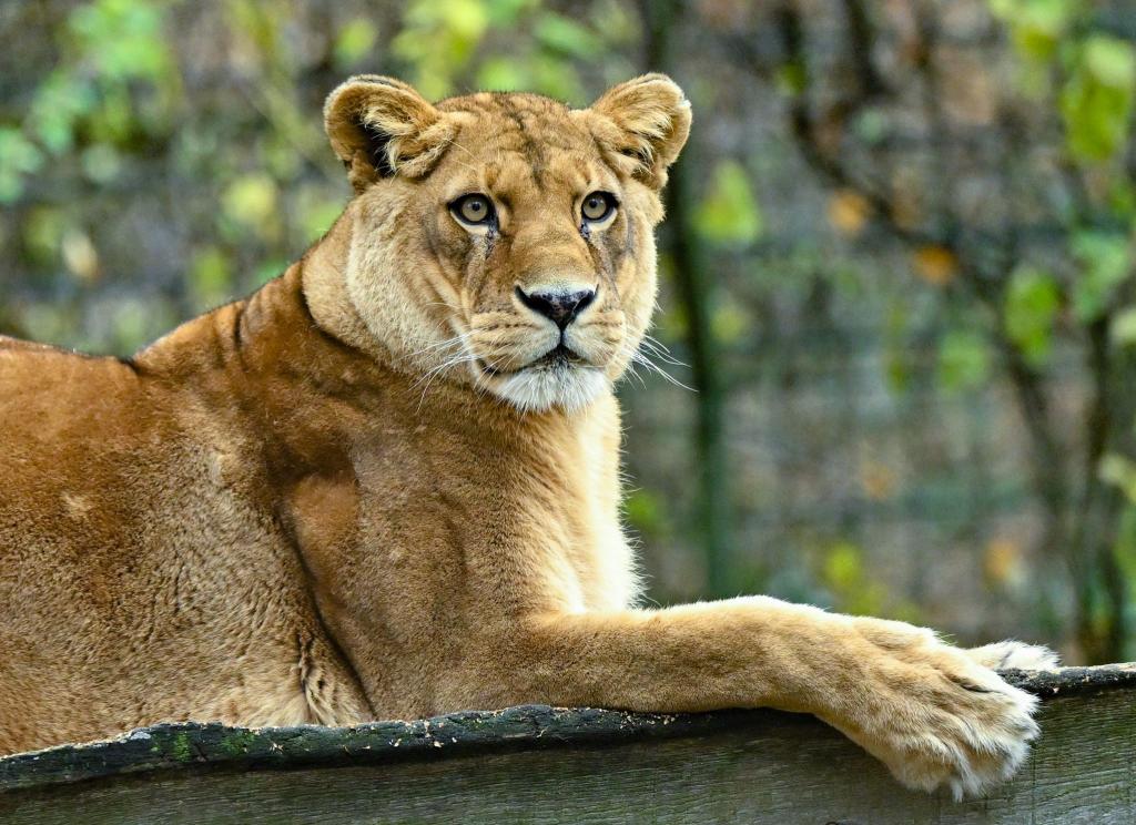 Gibt es für die fünf verbleibenden Löwen noch Hoffnung? (Archivbild) - Foto: Patrick Pleul/dpa