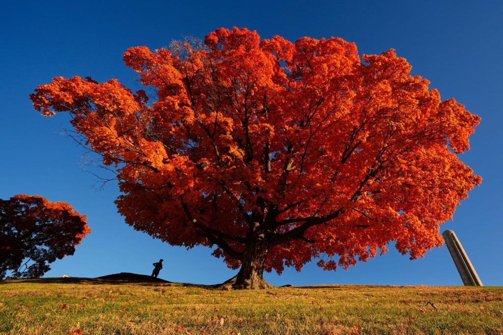 Eine Person geht an einem Ahornbaum vorbei, der sich in leuchtend roter Färbung präsentiert. - Foto: Charlie Riedel/AP/dpa