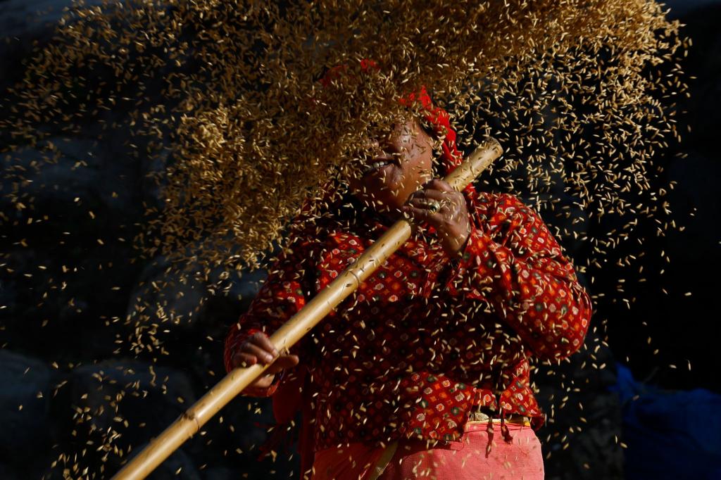 Ein nepalesischer Bauer sortiert die Reiskörner während der Erntezeit am Rande von Bhaktapur, Nepal. - Foto: Skanda Gautam/ZUMA Press Wire/dpa
