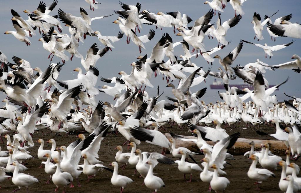 Schneegänse heben über dem Iona Beach in Richmond, British Columbia, Kanada, ab. - Foto: Liang Sen//XinHua/dpa