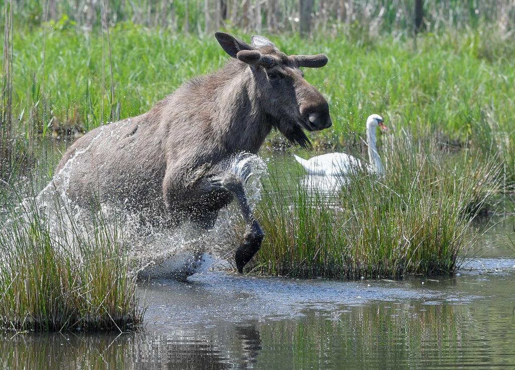 Experten glauben, dass sich die Tiere künftig wieder dauerhaft in Deutschland ansiedeln könnten. (Symbolbild) - Foto: Patrick Pleul/dpa-Zentralbild/dpa