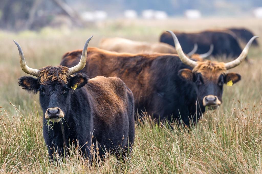 Auerochsen grasen an einem trüben Tag auf einer Wiese im Aueroxenreservat Spreeaue nördlich der Stadt Cottbus. - Foto: Frank Hammerschmidt/dpa