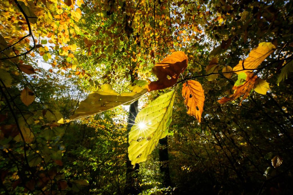 Im Laufe der Woche sind mancherorts Temperaturen bis 20 Grad möglich - Foto: Julian Stratenschulte/dpa