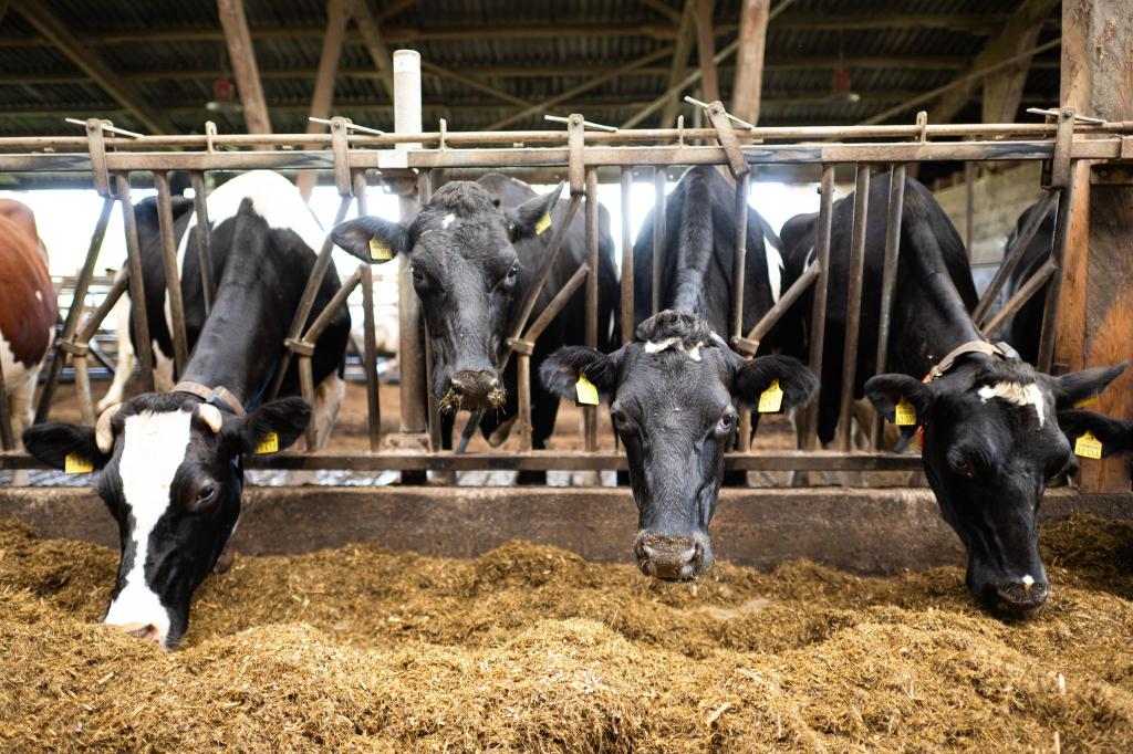 Schon im vergangenen Jahr waren nach Bauernprotesten in der EU Erleichterungen für Landwirte beschlossen worden. (Archivfoto) - Foto: Sina Schuldt/dpa