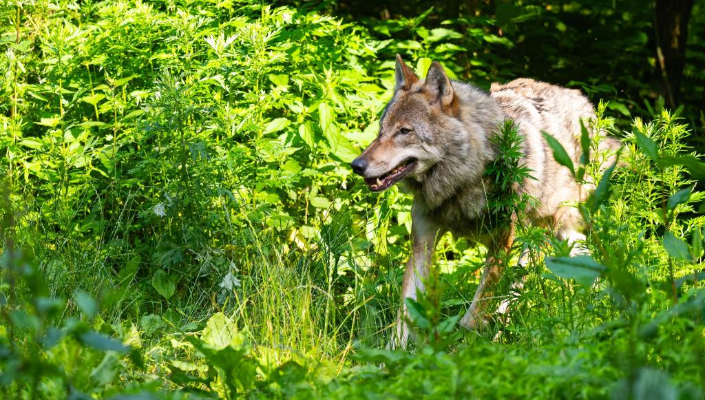 Die Wolfpopulation stagniert in Deutschland auf recht hohem Niveau. - Foto: Philipp Schulze/dpa