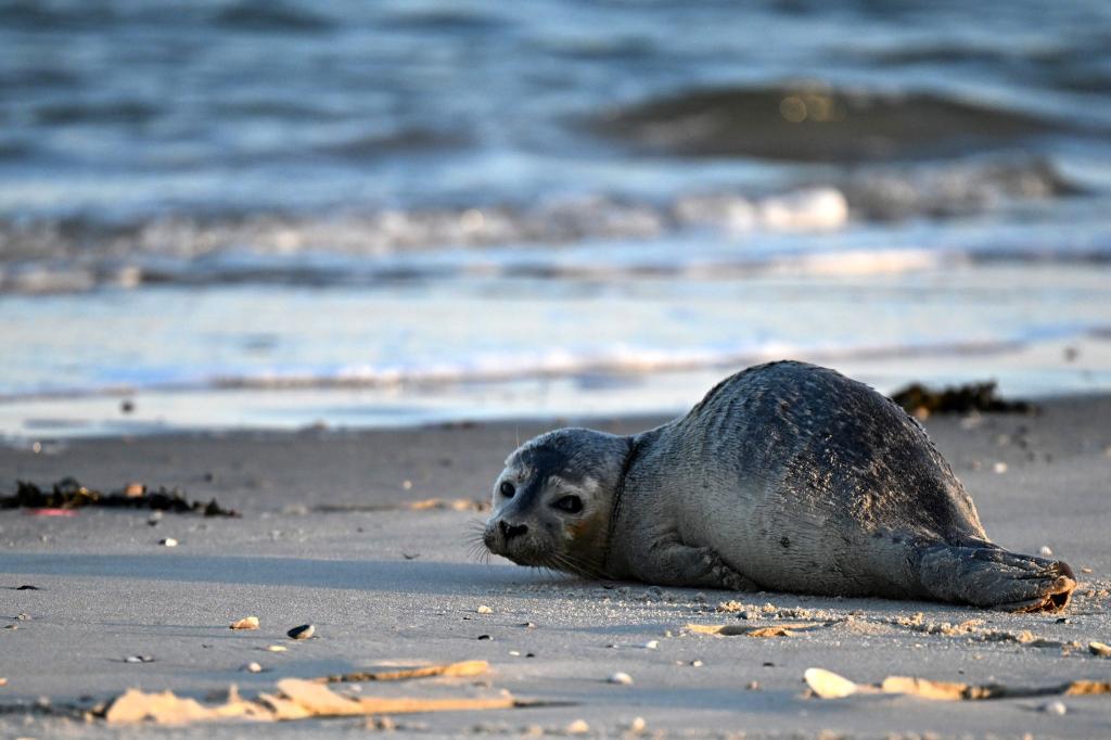 Seehunde zählen zu den größten Meeresraubtieren im Wattenmeer. (Archivbild) - Foto: Federico Gambarini/dpa