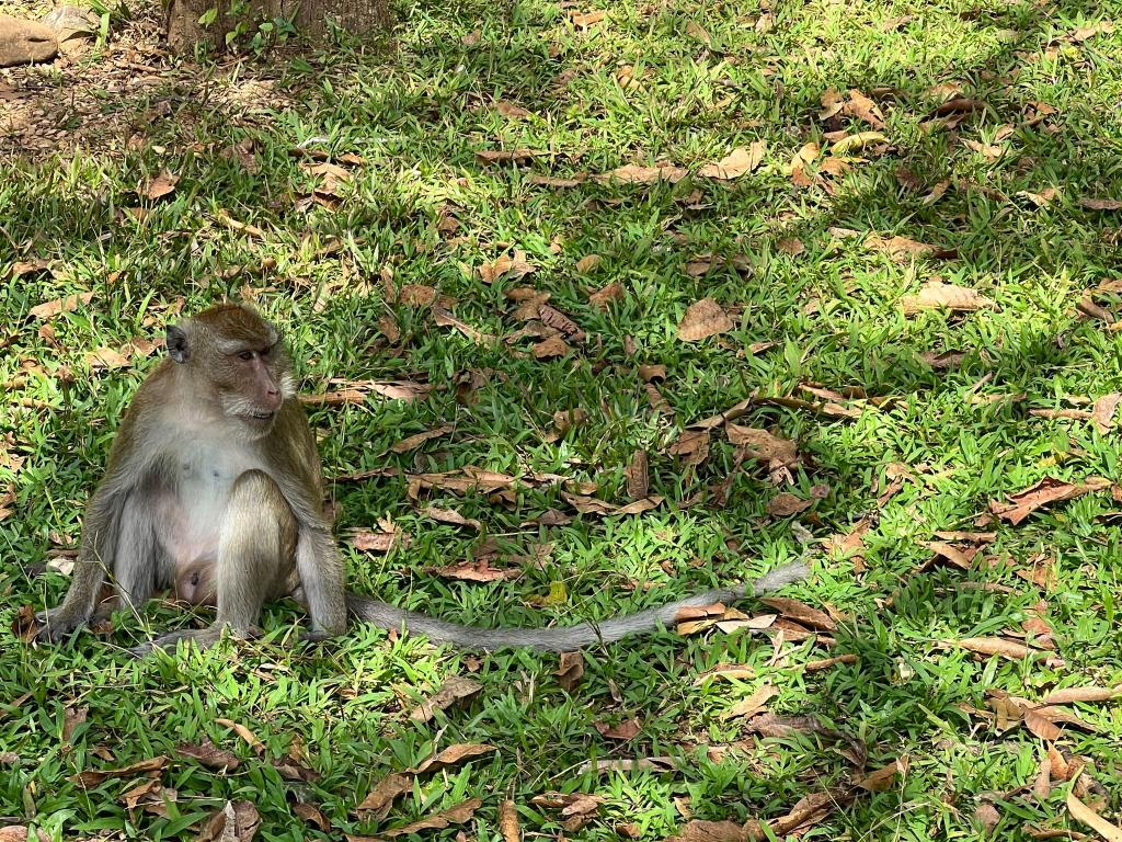 Thailändische Behörden haben Dutzende Affen befreit. (Archivbild) - Foto: Carola Frentzen/dpa