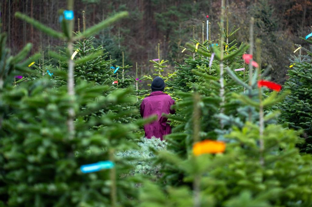 Eine Frau geht zwischen den Bäumen einer Christbaum-Plantage in Rudendorf entlang. - Foto: Pia Bayer/dpa