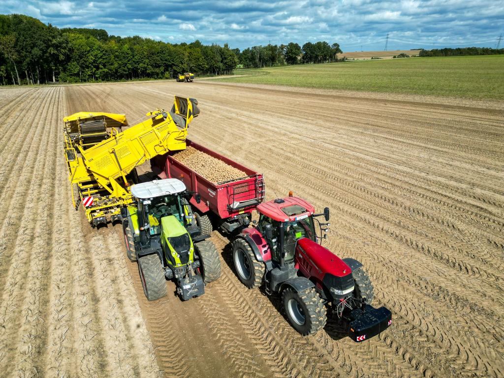 Die Kartoffelbauern haben in diesem Jahr eine sehr gute Ernte eingefahren - es sind sogar zu viele Kartoffeln, die Preise sind relativ schlecht. (Archivfoto) - Foto: Jan Woitas/dpa