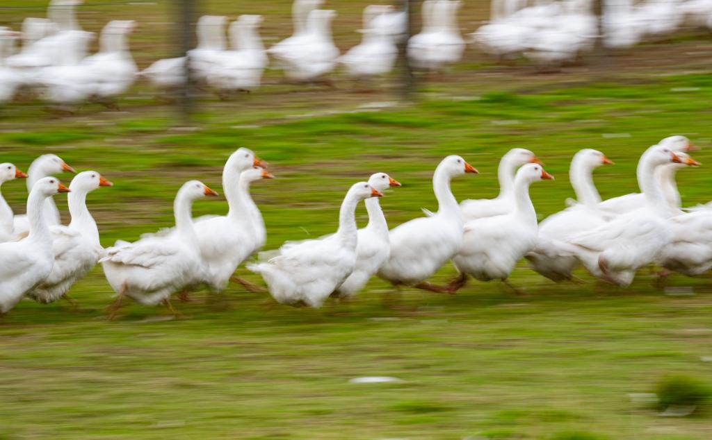 Rund um den Martinstag und Weihnachten ist Hochsaison für Gänsehalter. (Archivbild) - Foto: Robert Michael/dpa