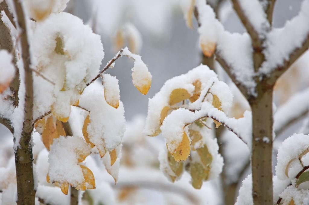 In den ersten Regionen klopft zum Beginn der Woche der Winter mit Schneefällen an (Archivbild). - Foto: Matthias Bein/dpa