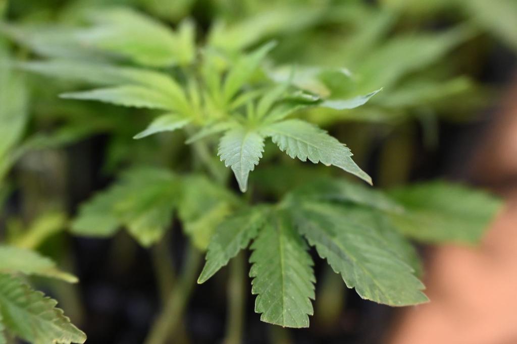 Die Ermittler entdeckten Marihuana. (Symbolbild) - Foto: Michael Brandt/dpa