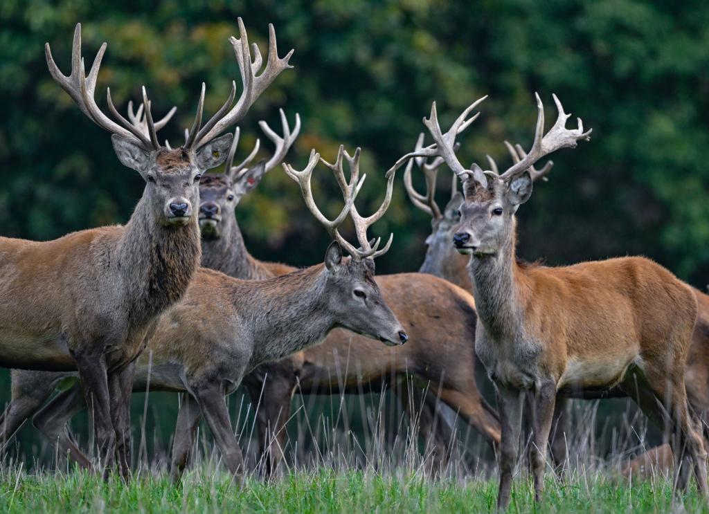 Der Rothirsch ist zum Tier des Jahres 2026 gewählt worden. (Archivbild) - Foto: Patrick Pleul/dpa/ZB