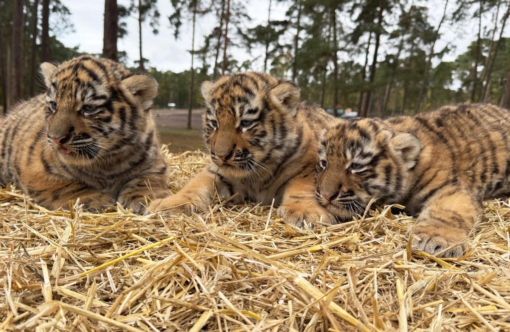 Diese drei Tigerbabys wurden im Serengeti-Park in Hodenhagen geboren. - Foto: -/Serengeti-Park Hodenhagen/dpa