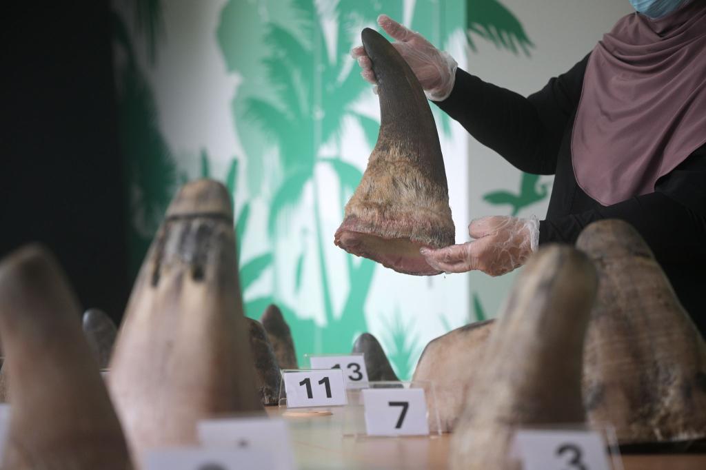 Die Hörner von Nashörnern sind heiß begehrt - vor allem in Asien. - Foto: Then Chih Wey/XinHua/dpa