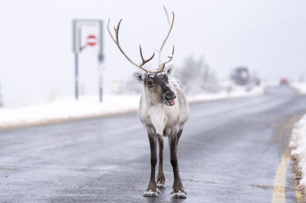 Ein Rentier steht auf der Straße bei Aviemore in Großbritannien. - Foto: Jane Barlow/PA Wire/dpa