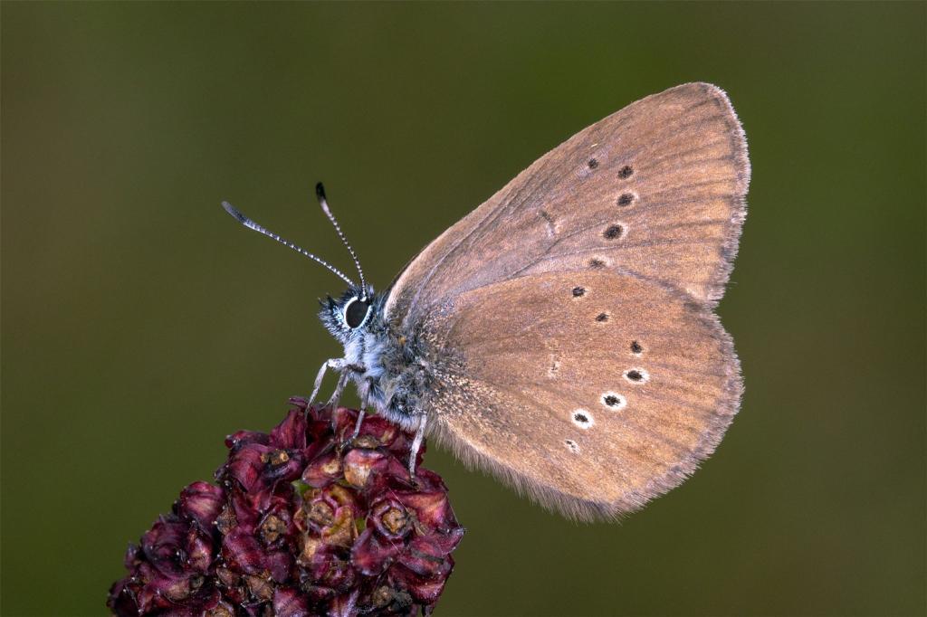 Der Dunkle Wiesenknopf-Ameisenbläuling ist der «Schmetterling des Jahres» 2026 . - Foto: Tim Laussmann/BUND/dpa
