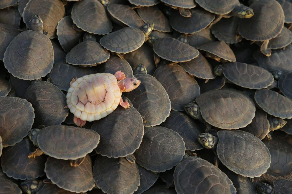 Albino-Babyschildkröte schlüpft im Amazonas-Reservat Abufari - Foto: Edmar Barros/AP/dpa