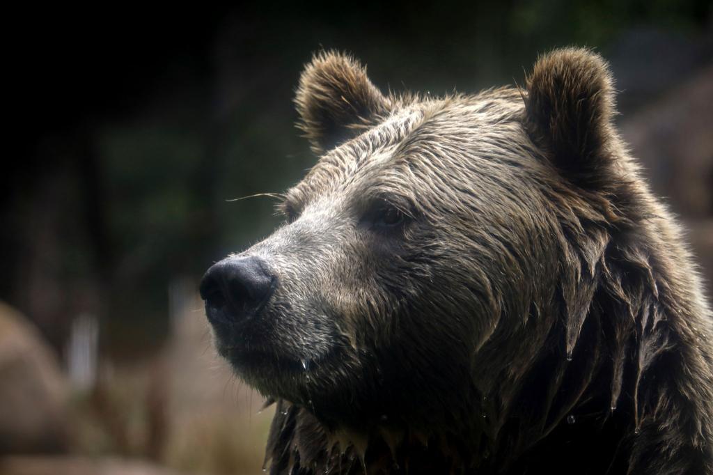 In British Columbia in Kanada gab es Verletzte beim Angriff eines Grizzlybärs auf eine Schulklasse. (Symbolbild) - Foto: Brontë Wittpenn/San Francisco Chronicle via AP/dpa