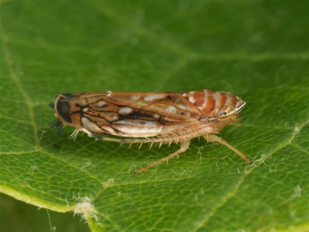 Die Amerikanische Rebzikade überträgt die Krankheit. - Foto: Olaf Zimmermann/Landwirtschaftliches Technologiezentrum Augustenberg /dpa