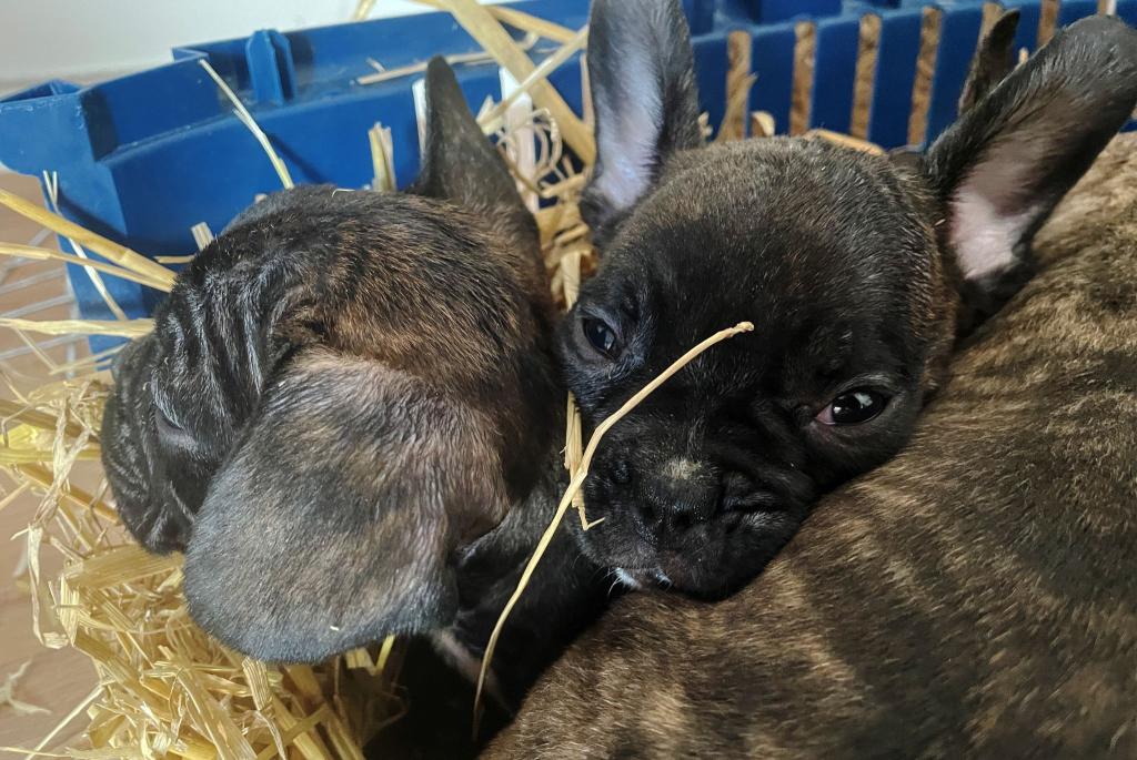 Die EU will strenger gegen illegalen Tierhandel vorgehen. (Symbolbild) - Foto: Paul Zinken/dpa