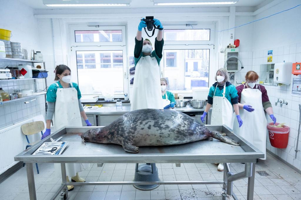 Das Robbensterben im vergangenen Herbst gibt weiter Rätsel auf. (Archivbild) - Foto: Stefan Sauer/dpa