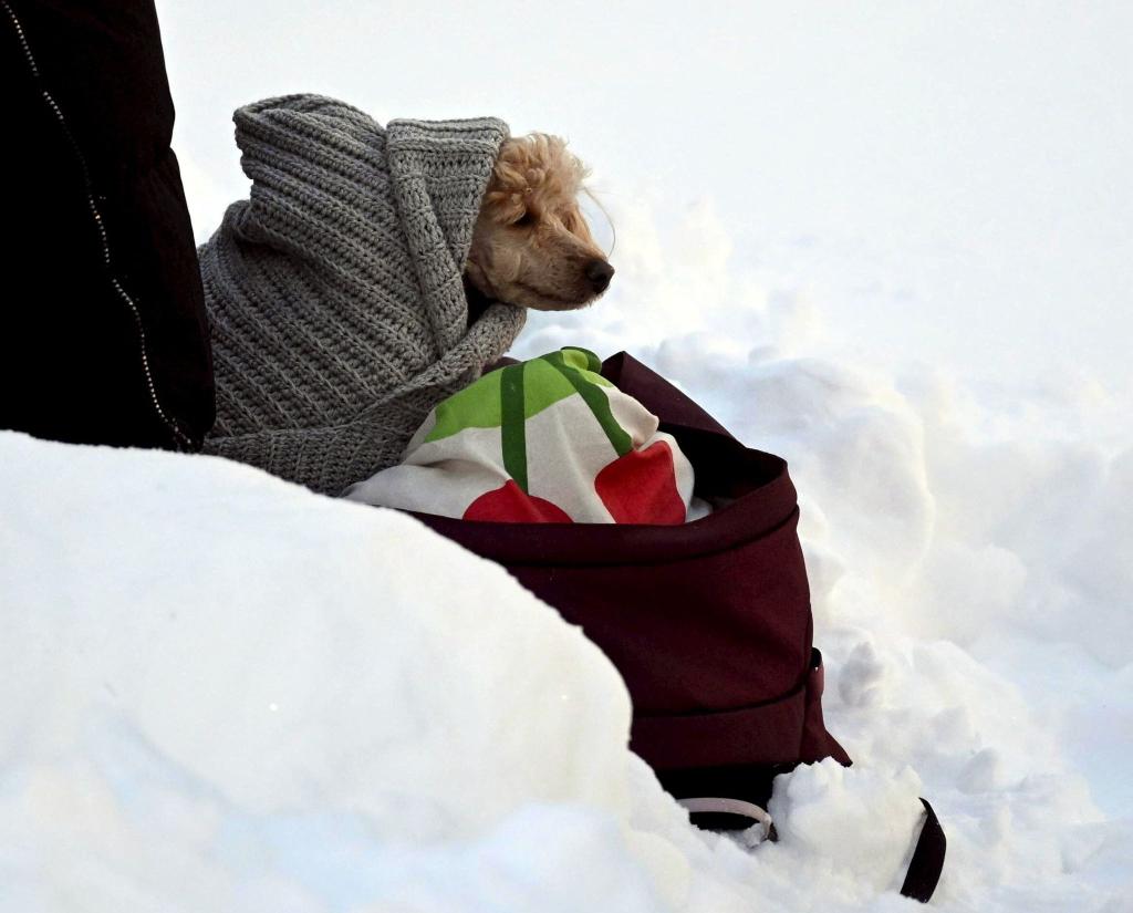Tierischer Zuschauer beim Ski-Weltcup -in eine Decke eingewickelter Hund wartet an der Strecke der Langläufer. - Foto: Vesa Moilanen/Lehtikuva/dpa