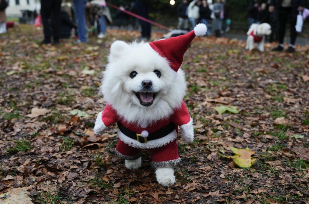 Ein Hund nimmt an der Weihnachtspulli-Parade von «Rescue Dogs of London and Friends» teil. - Foto: Jeff Moore/PA Wire/dpa