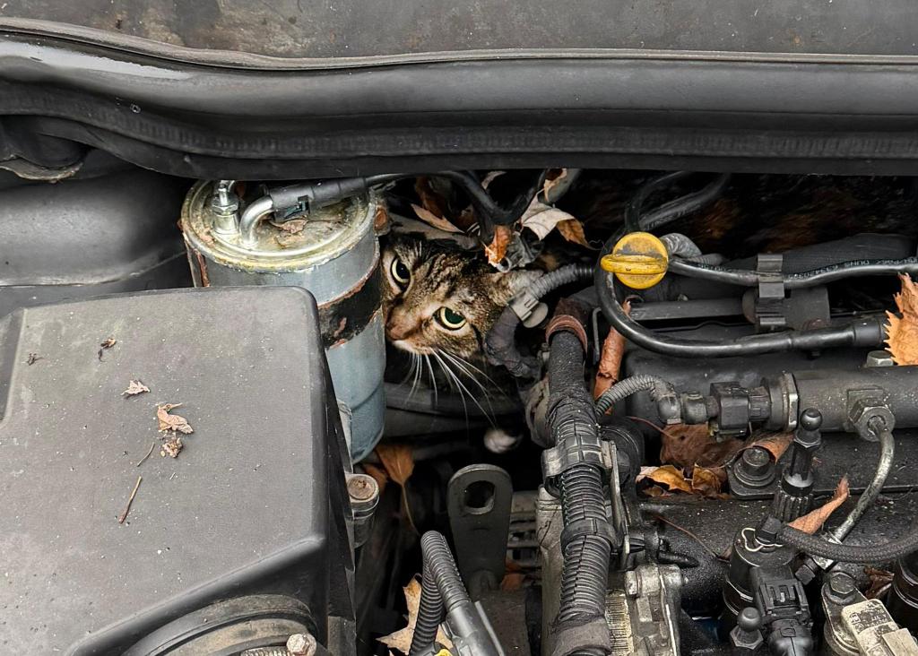 Fachleute haben den Motor so zerlegt, dass sie die Katze befreien konnten. - Foto: --/Berufsfeuerwehr Augsburg/dpa