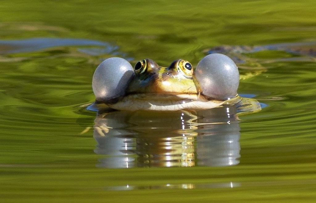 Einige Wasserfroscharten könnten künftig besser geschützt werden. (Illustration) - Foto: Soeren Stache/dpa-Zentralbild/ZB