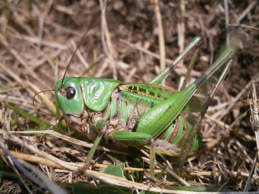 Seinen Namen erhielt der Warzenbeißer aufgrund eines alten Volksglaubens. (Foto - Handout) - Foto: Schmitt/Senckenberg/dpa