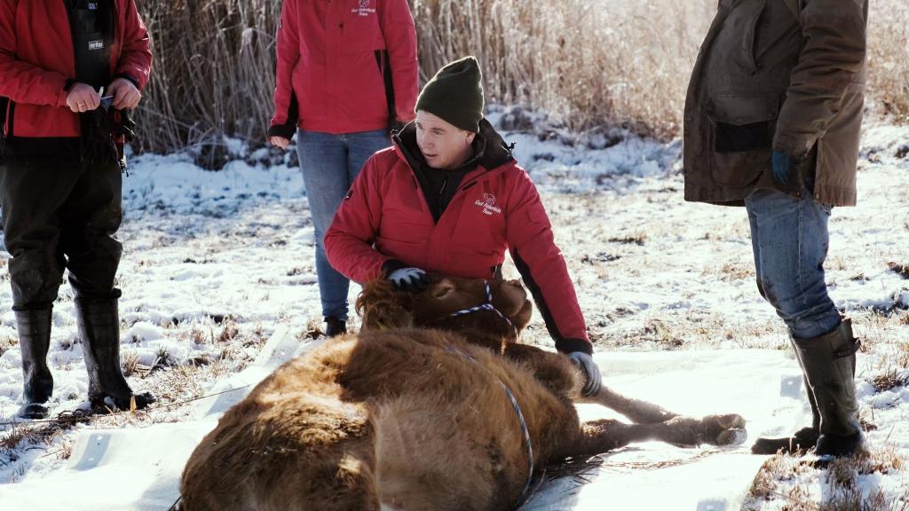Nach etwa einem halben Jahr ist die Kuh Arielle eingefangen worden. (Handout) - Foto: Gut Aiderbichl/dpa