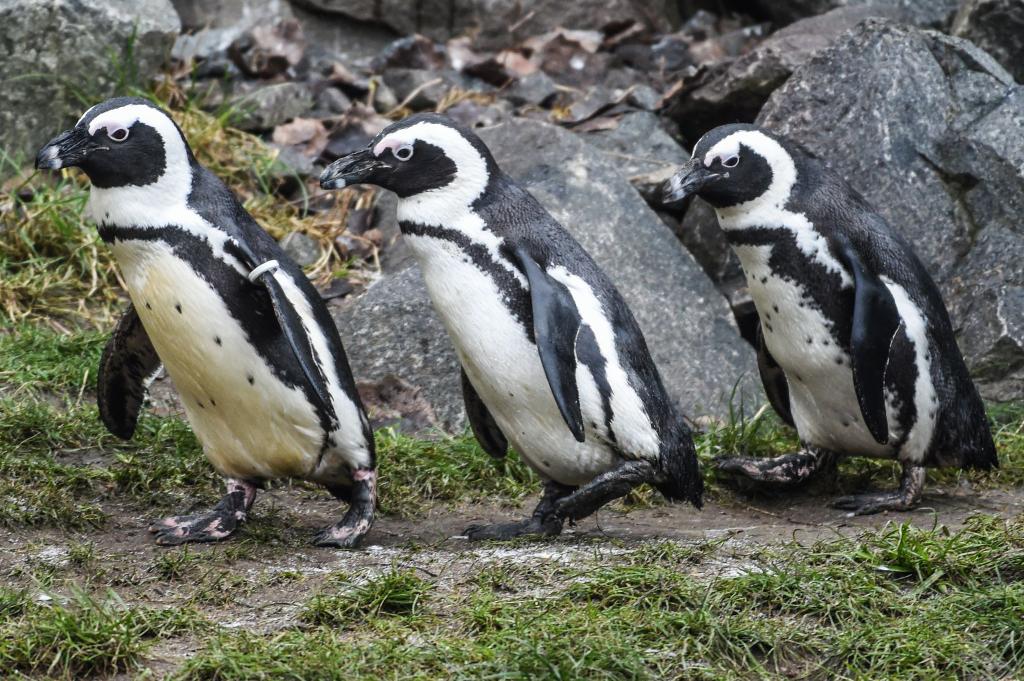 Brillenpinguine im Tierpark Berlin - Foto: Kira Hofmann/dpa-Zentralbild/ZB