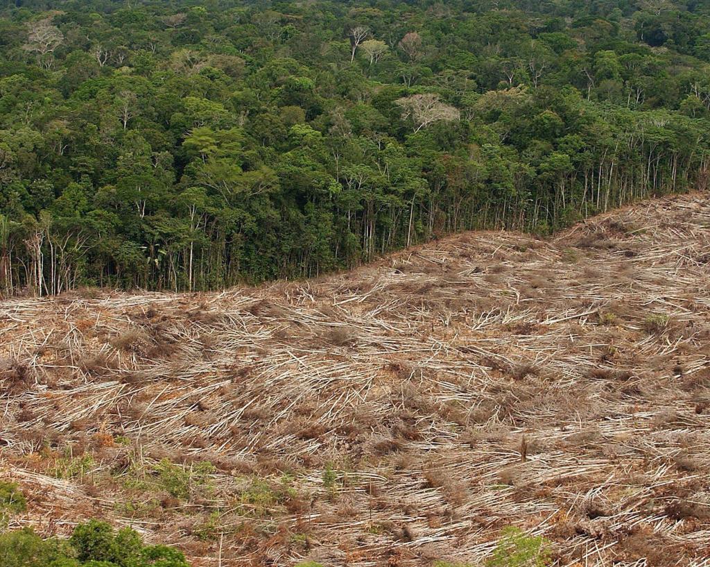 Abholzung des Regenwalds im Amazonasgebiet in Brasilien. - Foto: Marcelo Sayao/epa efe/dpa