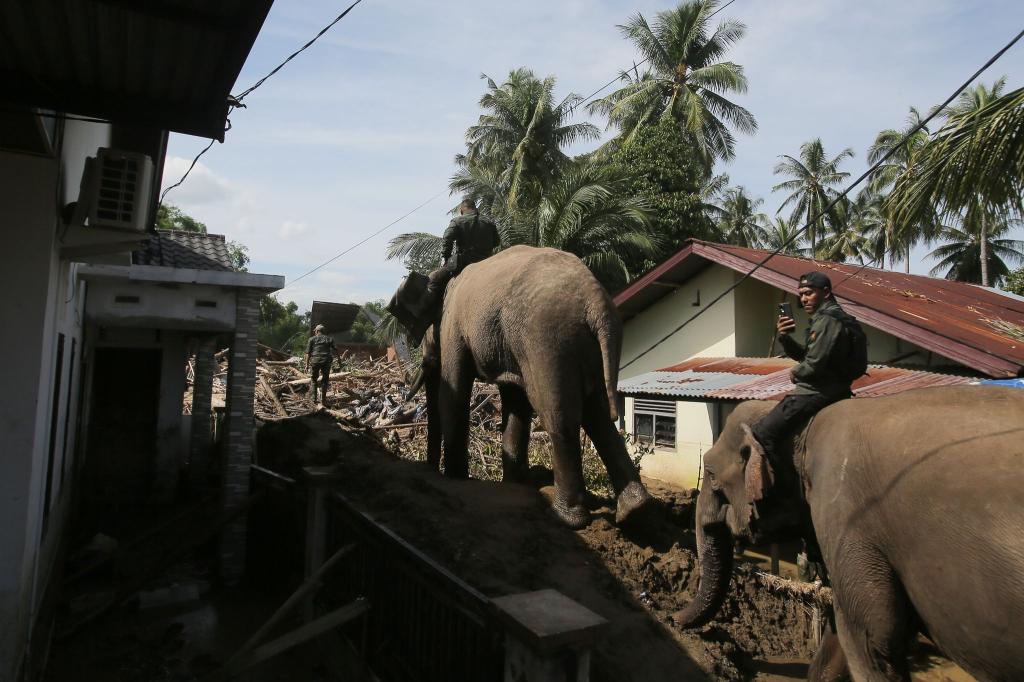 In den betroffenen Gebieten im Norden Sumatras gibt es stellenweise nur für Elefanten ein Durchkommen. - Foto: Ahyar Tarmizi/AP/dpa